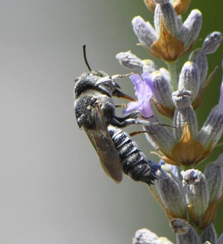 Réf. 285 342 : Coelioxys argentea